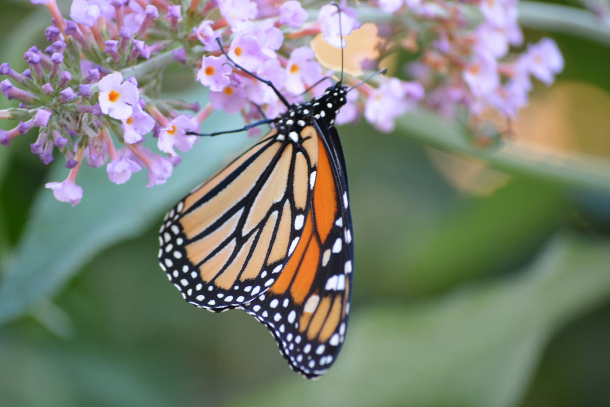 00304493966320150917003507953