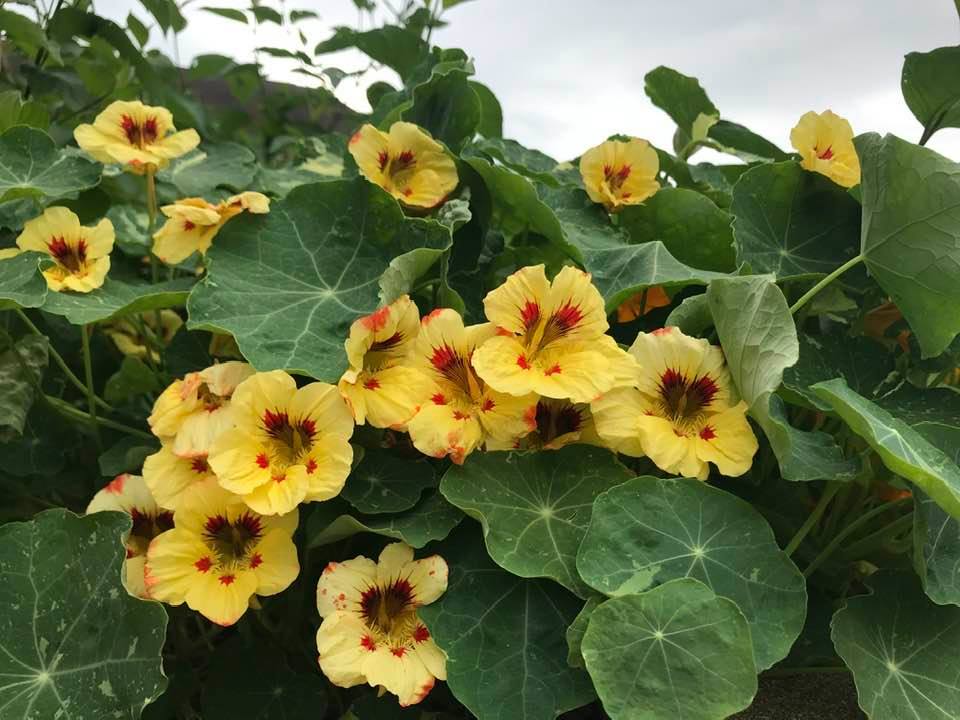 Flowers for Dinner?&nbsp;Sure!