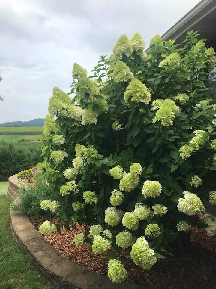 LimelightHydrangea20