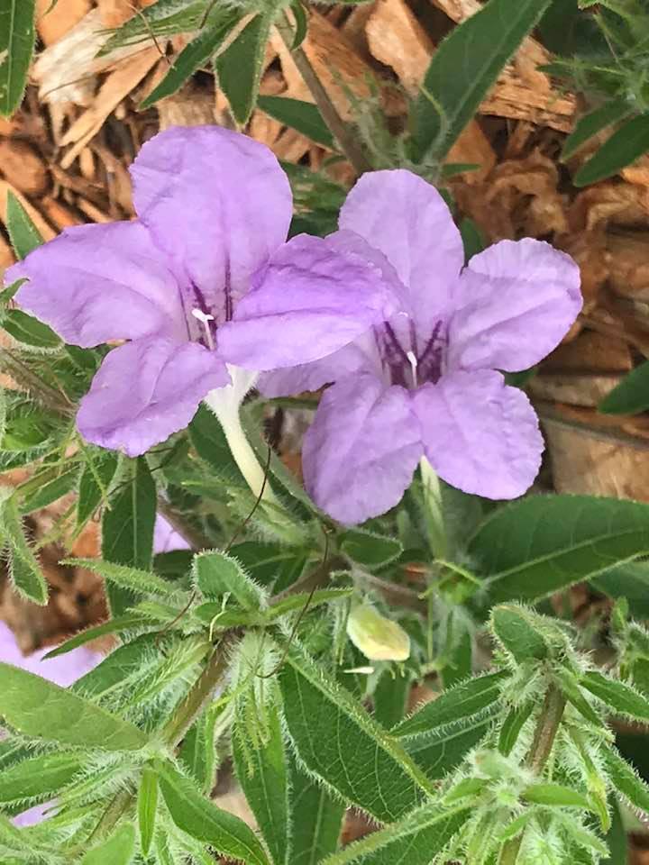 PrairiePlantAugust20