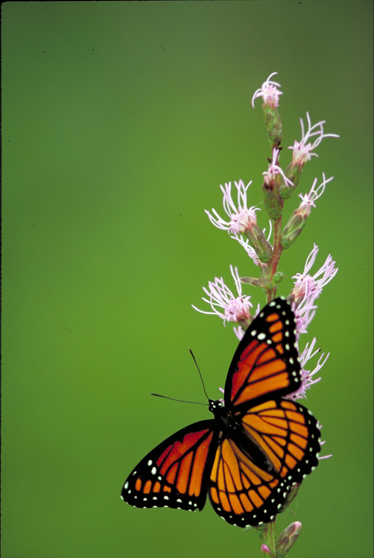 viceroy-butterfly-568795_1920