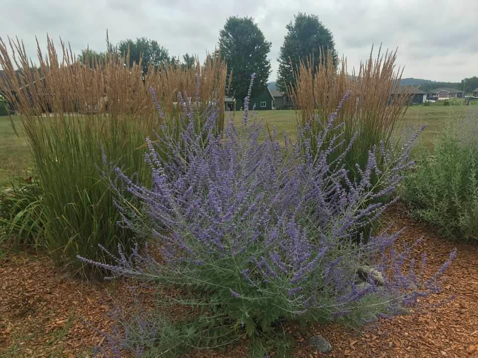 YardAugust20RussianSage