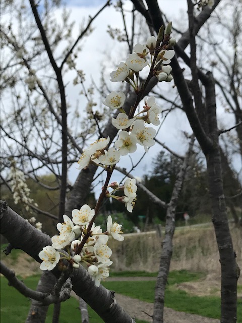 Slice of LifeTuesday: Fruit Trees in Bloom &&nbsp;Phenology