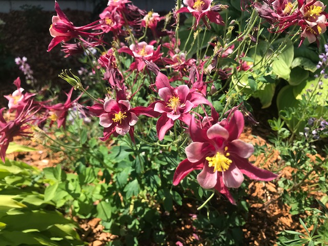 Silent Sunday: June Blooms from My&nbsp;Yard