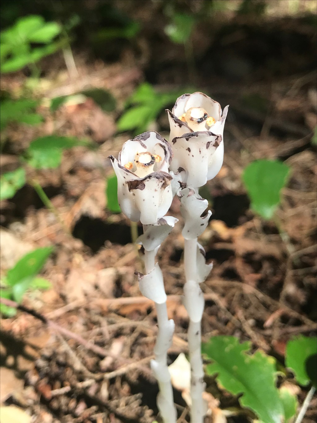 Unusual Plant Series #1: The Indian Pipe, A Ghostly Flowering&nbsp;Plant