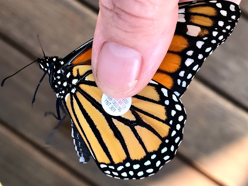 September Monarch Update