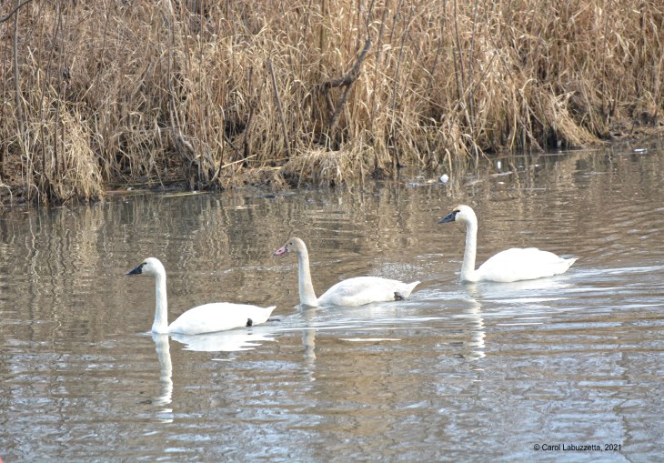 three tundra swans on the water