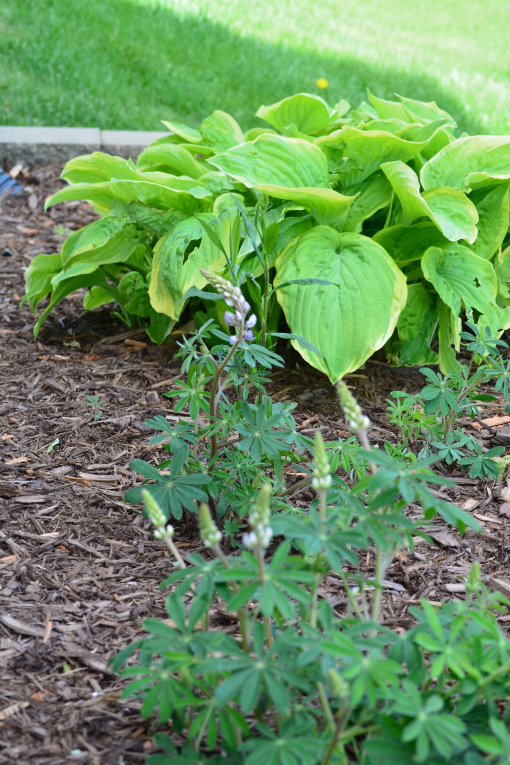 June is Here & My Plants are Loving&nbsp;It!