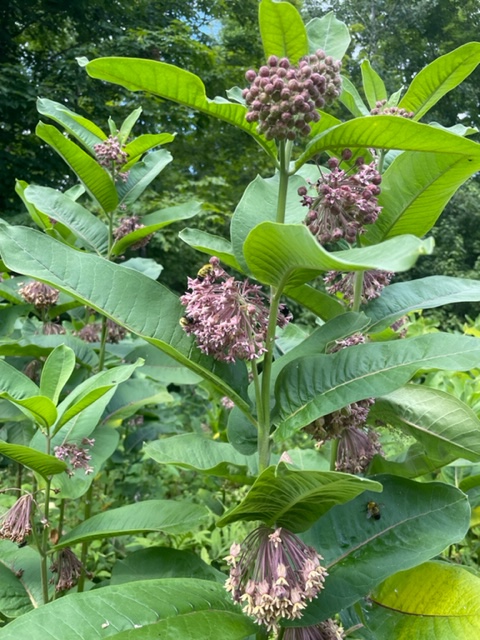 Common Milkweed Plants in blooms