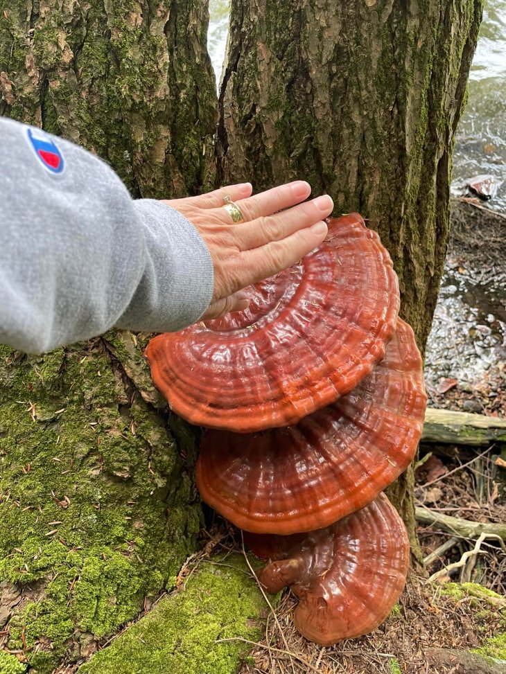 varnished reshi - three shelf fungi with shiny rust colored surfaces on tree with woman's had to show size