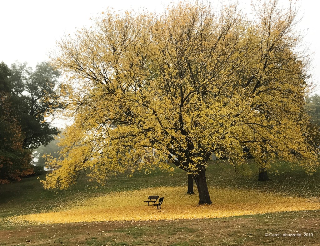 Poetry Friday: I Am From&nbsp;Poems