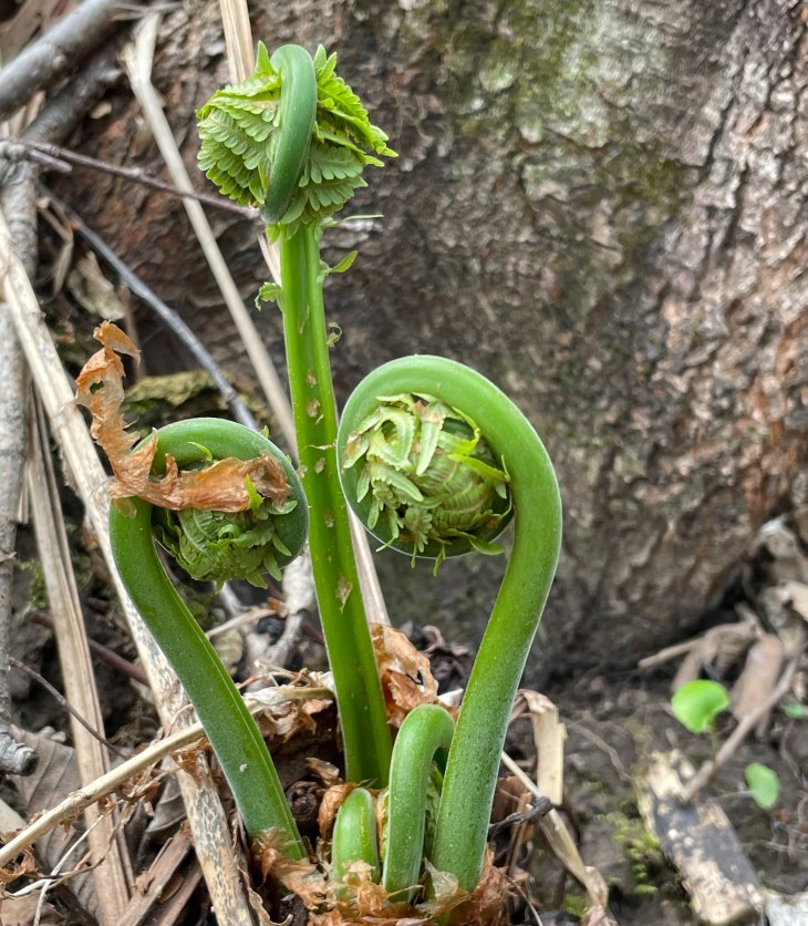 fiddlehead on ferns