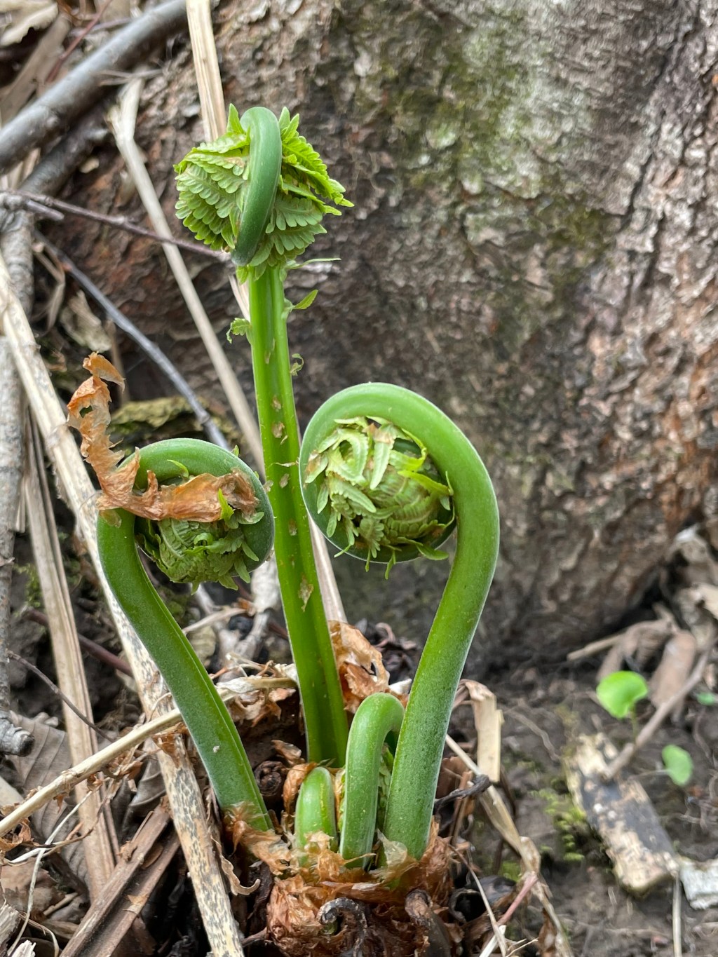 fiddlehead on ferns
