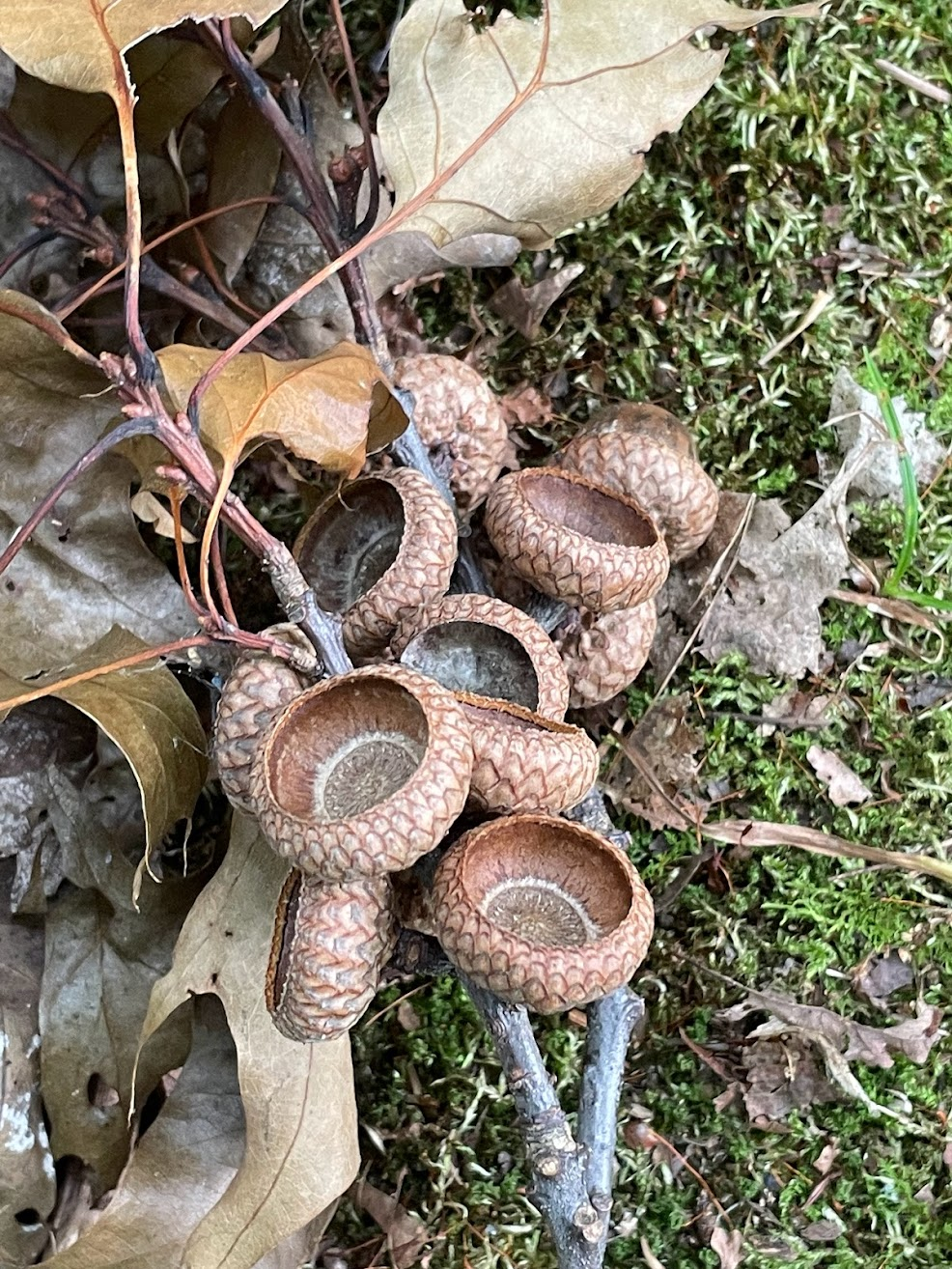 Poetry Friday: A Brief Poem and Anthology&nbsp;Update