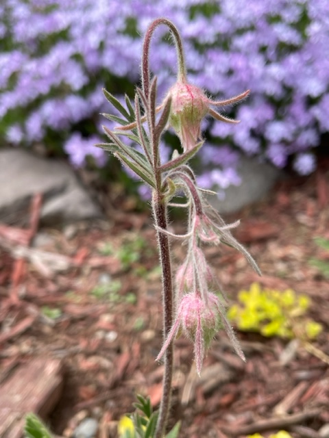 Prairie Smoke in the spring
