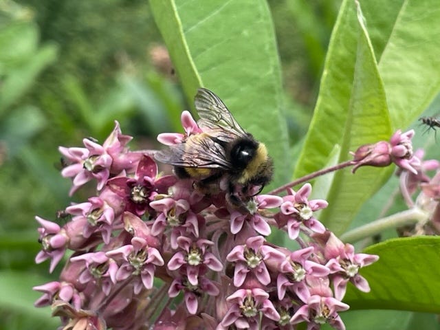 Bumblebee on common milkweed flower.