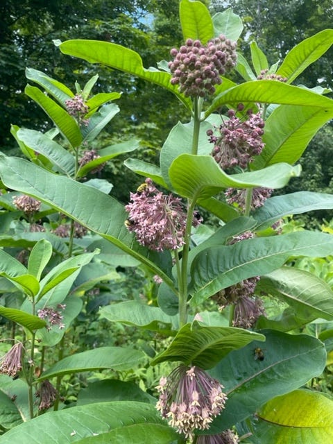 Common milkweed leaves (uneaten) and flowers on roadside in Northern Wisconsin.