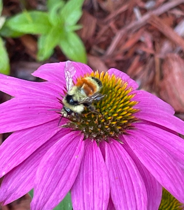 tri colored bumblebee on coneflower