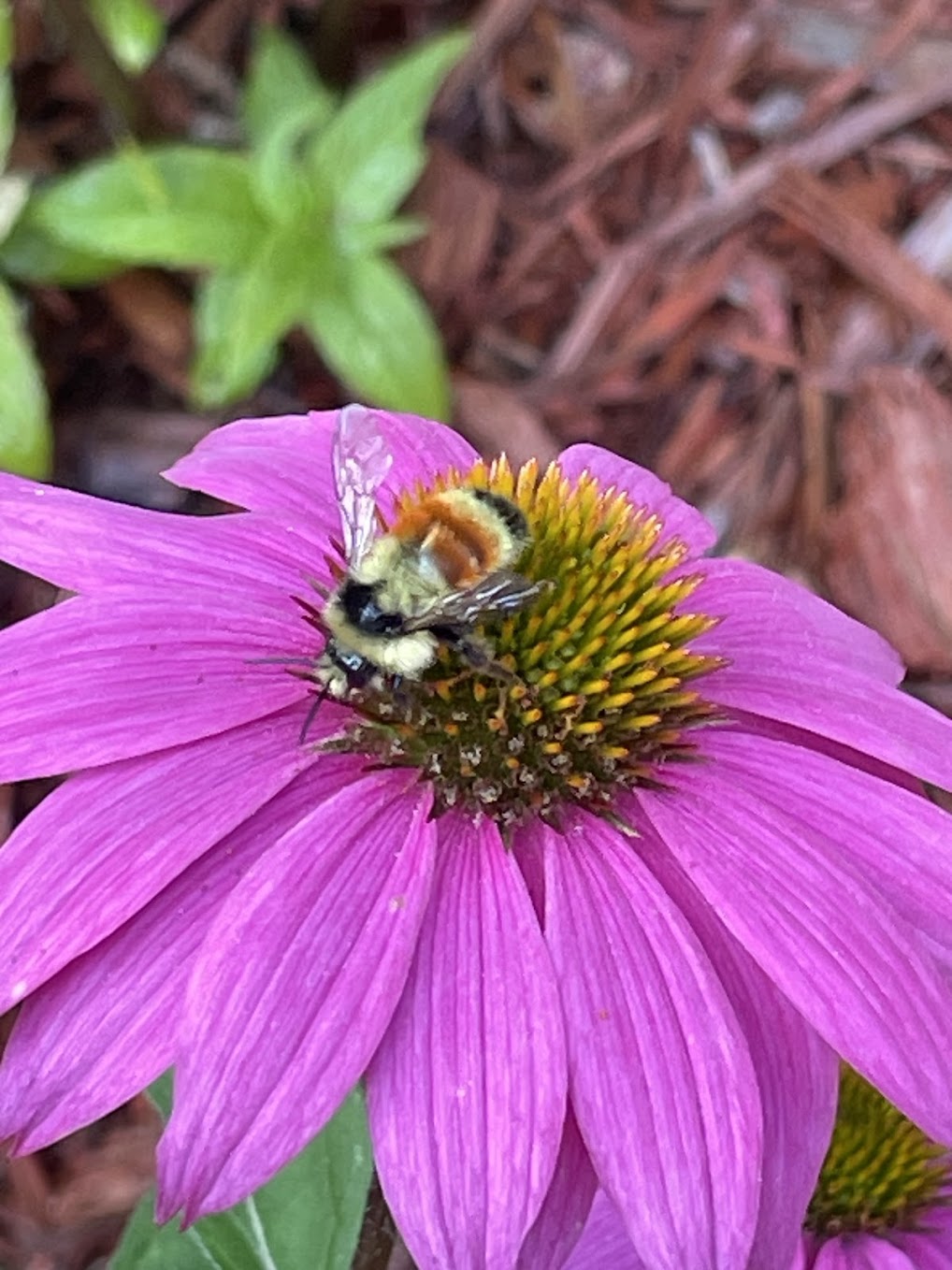 Poetry Friday: Looking for&nbsp;Connections