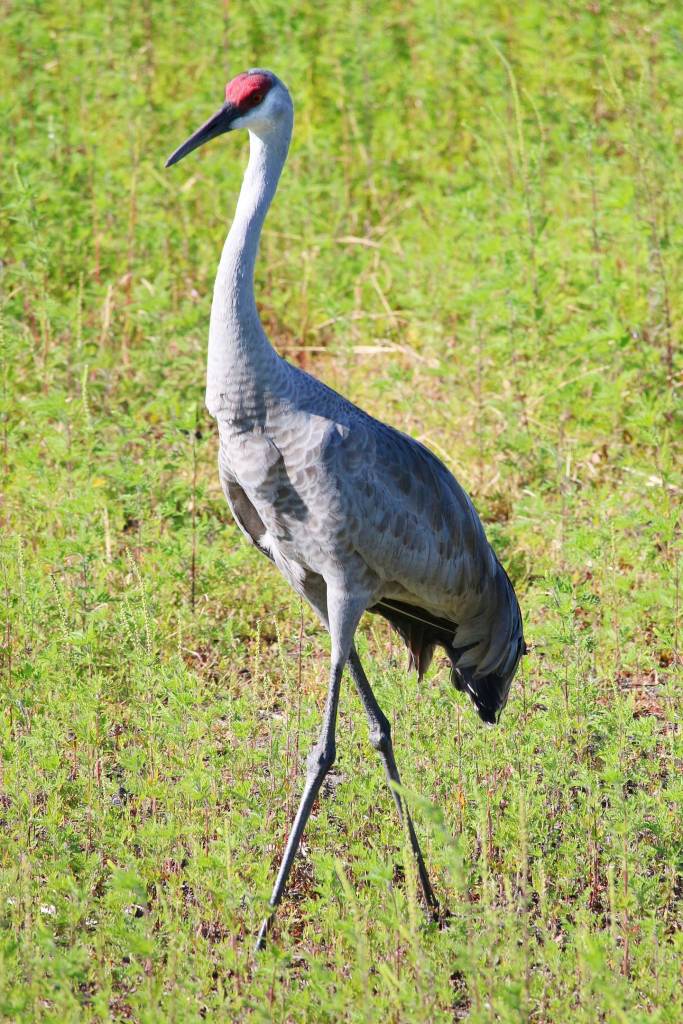 sandhill crane in a field