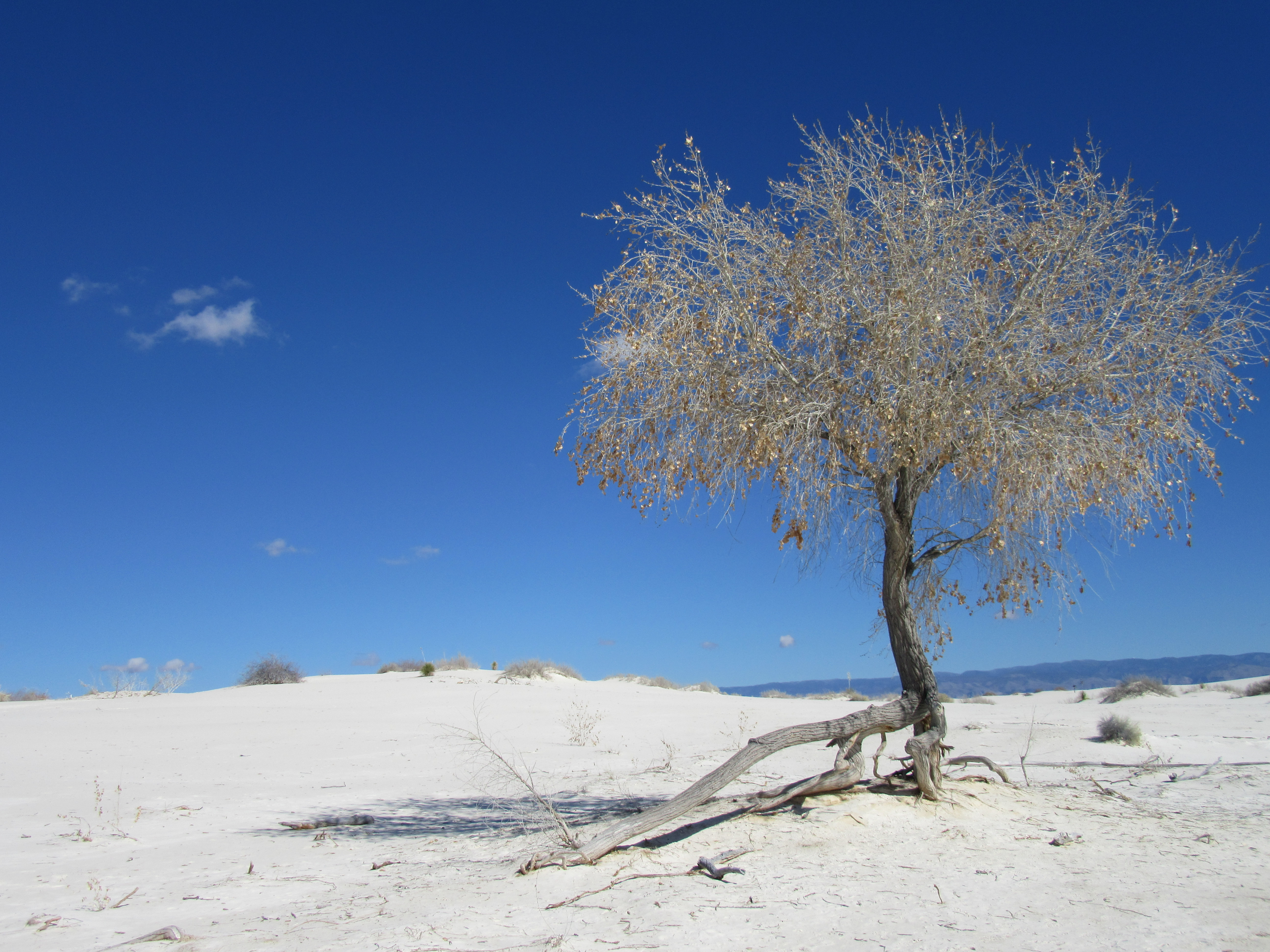 Tree in white sands national park with blue sky
