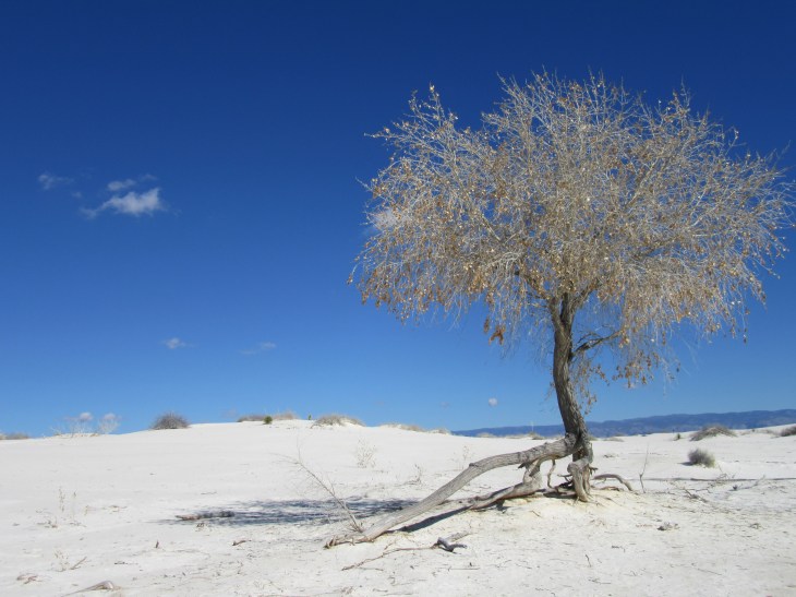 Tree in white sands national park with blue sky