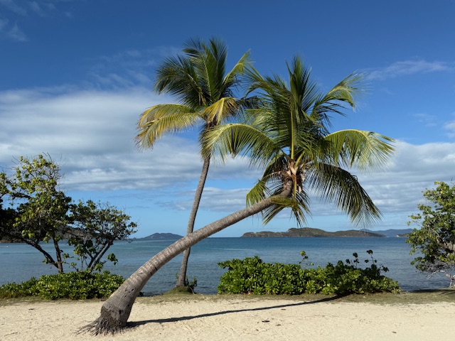 palm trees on a caribbean beach
