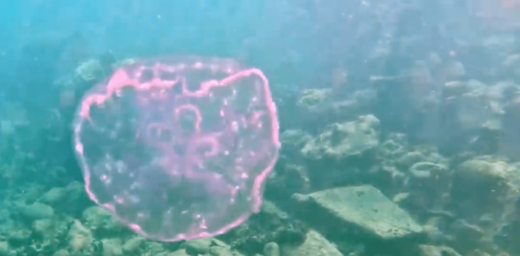 Silent Sunday: Caribbean Scenes